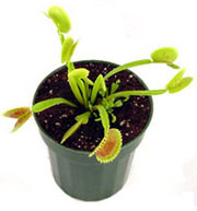 flytrap.jpg - 16339 Bytes